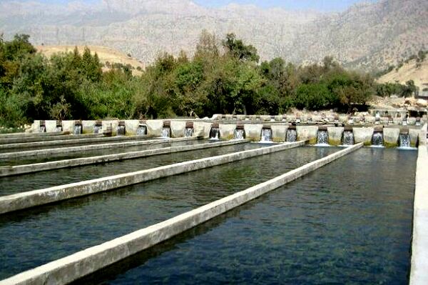 دلایل ارزان بودن ماهی‌های پرورشی