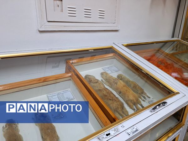 بازدید دانش‌آموزان از موزه زمین شناسی و جانور شناسی دانشگاه فردوسی مشهد