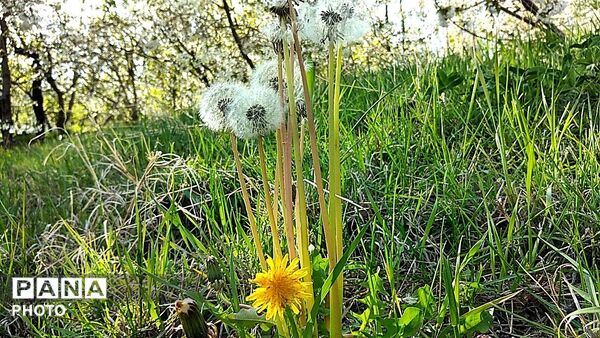 رویش شکوفه ها در روستای عیش آباد
