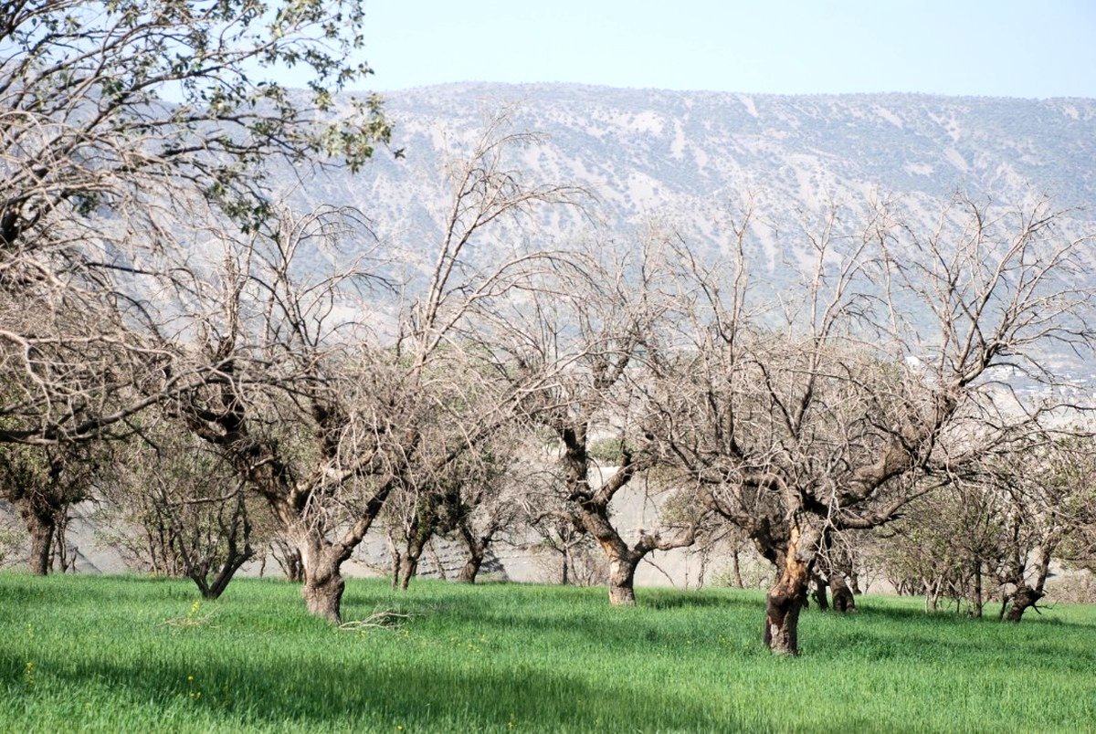 برگزاری بیستمین نشست سالانه مجمع بین‌الدول جنگل سازمان ملل متحد