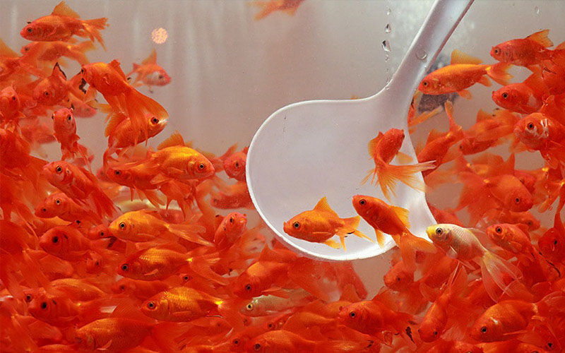 عرضه ۱۱۰ میلیون قطعه ماهی قرمز زینتی برای بازار شب عید