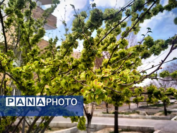 فصل بهار؛ آغاز پادشاهی سبزه و گل‌ها بر شهرستان بروجن