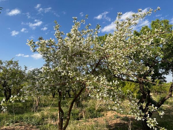 طبیعت هم با آمدن بهار زیبا شد 