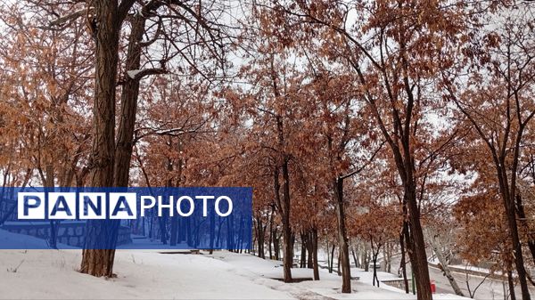 گرداب بن زیر چتر سپید برف