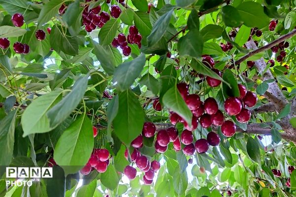 فصل چیدن یاقوت های چشم نواز در شهر بار نیشابور-۲ 