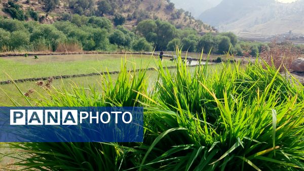 کاشت برنج در روستای بیدله 