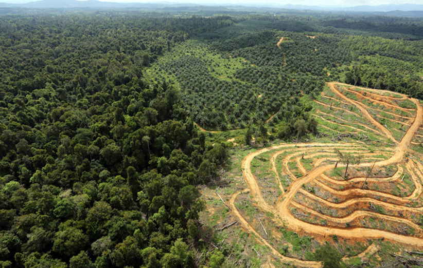 نابودی خانه‌های وحش؛ زنگ خطری برای آینده حیات‌وحش ایران 