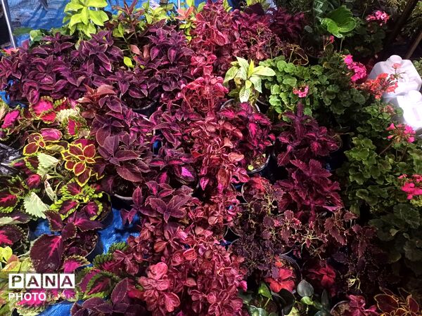 نمایشگاه گل و گیاه و سوغات در همدان