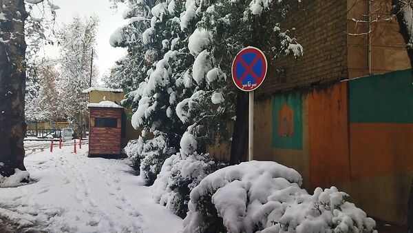 درختان طلایی ، سفید پوش شدند 