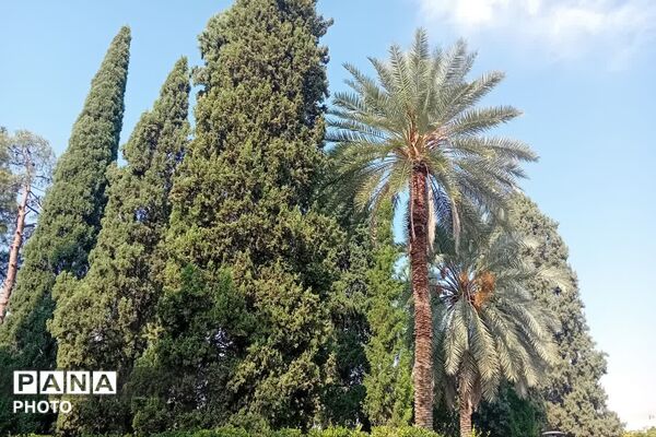 رویش شکوفه‌های هنر در جوار آرامگاه حافظ شیرازی