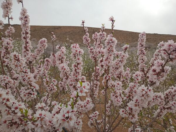 شکوفه‌ درختان، آمدن بهار را مژده می‌‌دهند
