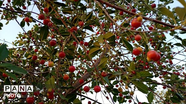 تضادِ سرخ و سبز؛ درنگی در باغ