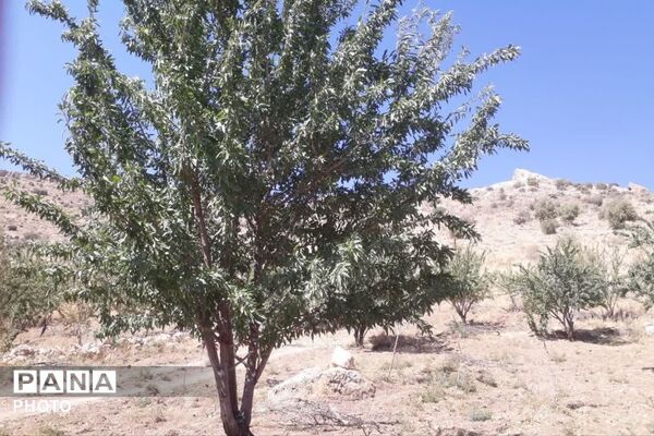 دستان پربرکت؛ روایت برداشت محصول در شیراز