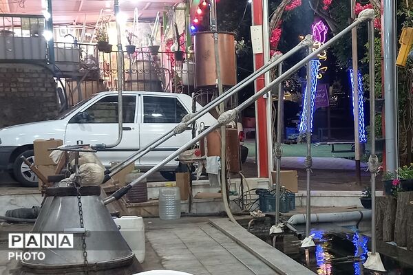 آغاز سمفونی گل و گلاب در مهد گل محمدی