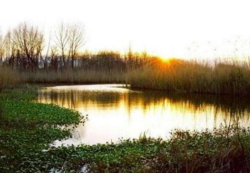 بارش‌های گیلان به دادِ تالاب انزلی رسید