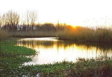 بارش‌های گیلان به دادِ تالاب انزلی رسید