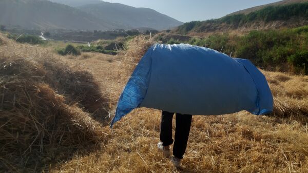 برداشت گندم در روستای بیدله