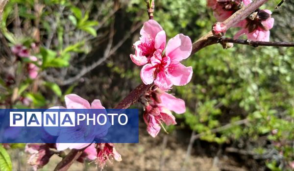 طبیعت روستای بارز، طبیعتی زیبا در دل استان چهارمحال‌وبختیاری 