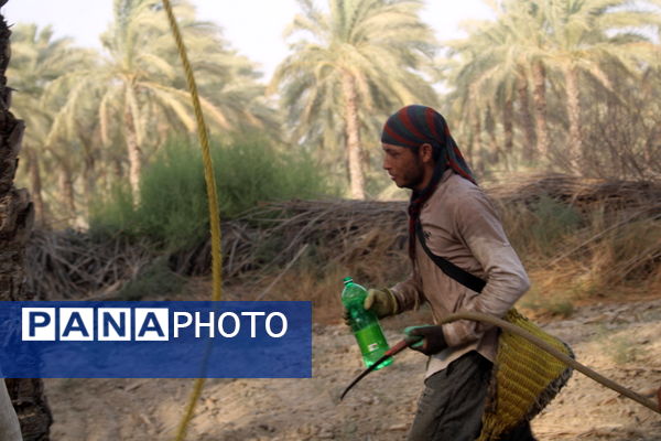 برداشت خرما در منطقه آبپخش