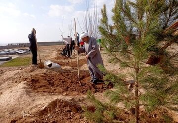 درختکاری در آرامستان روستای گزکوه