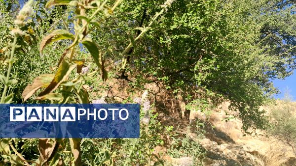 روستای برد‌زرد نگینی غریب در شهرستان لنده