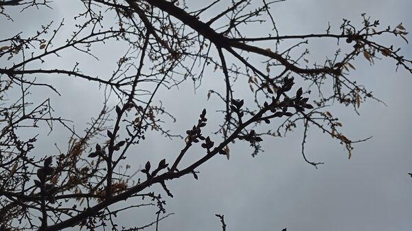 بارش زیبای باران با عطر و بوی بهار در شهرستان بن