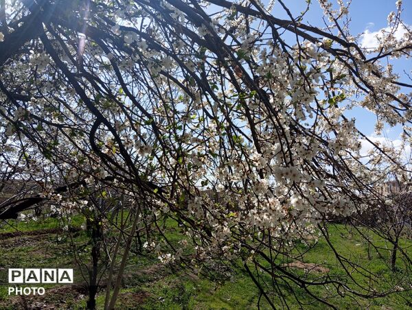 شکوفه دادن درختان روستای فیروزه