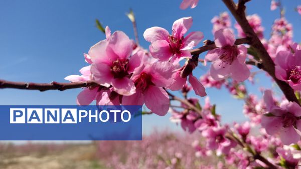 شهرستان نیشابور میزبان فصل بهار