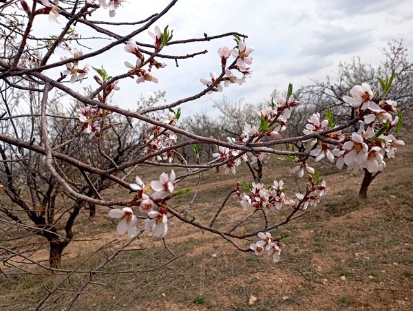 شکوفه های بهاری در روستای گزکوه