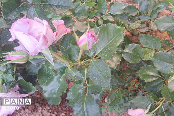 گل‌های زیبای بهاری