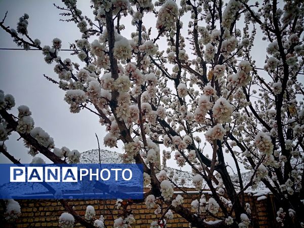 بارش برف بهاری در کوهسرخ