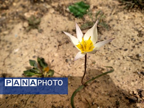 فصل بهار؛ آغاز پادشاهی سبزه و گل‌ها بر شهرستان بروجن