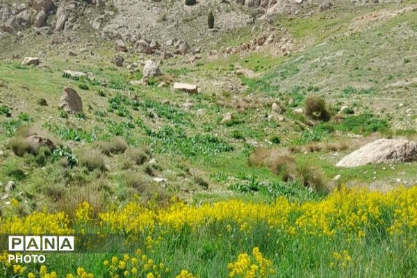 کوه های شهر بار ذخیره‌گاه گیاهان ارزشمند و کم نظیر دارویی 