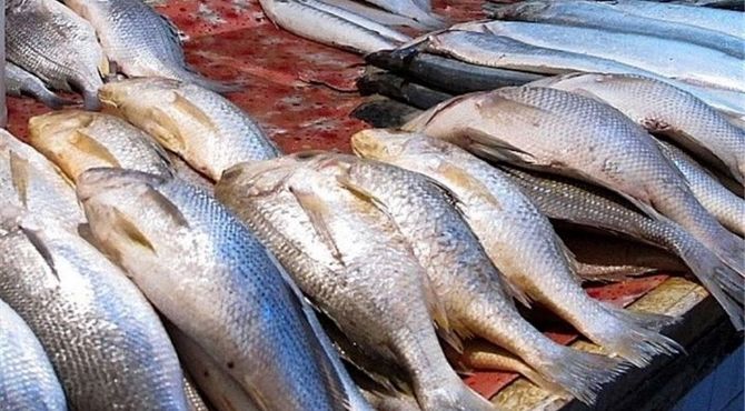 قیمت انواع آبزیان در میادین و بازارهای میوه و تره بار تهران اعلام شد