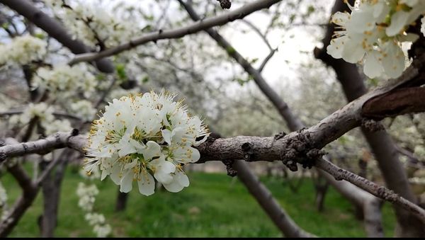 رویداد آیین باستانی سیزده بدر نیشابور در روز طبیعت از  قاب خبرنگاران پانا