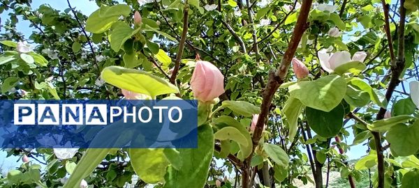 شکوفه‌های بهاری در شهرستان سملقان