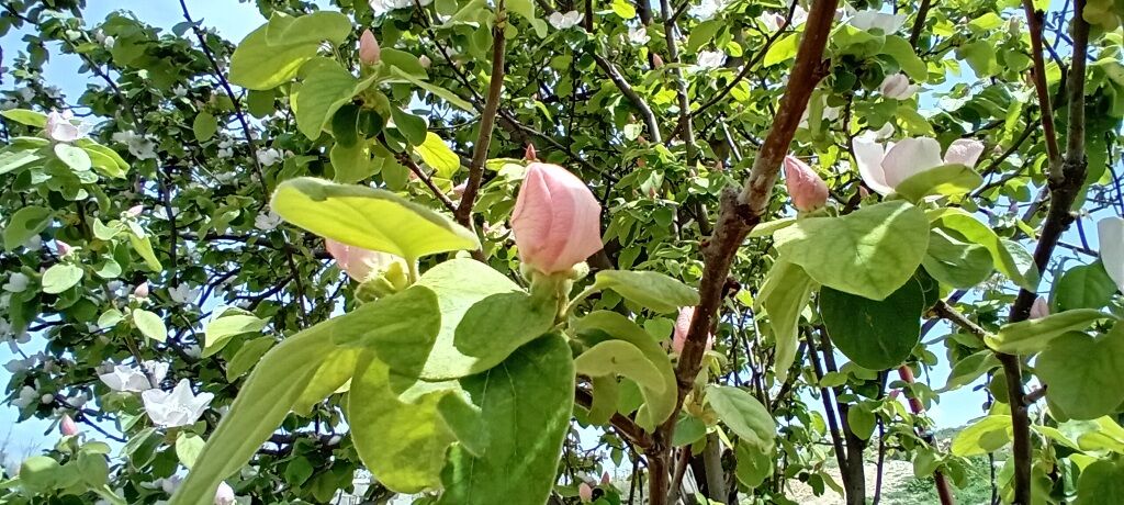 شکوفه‌های بهاری در شهرستان سملقان