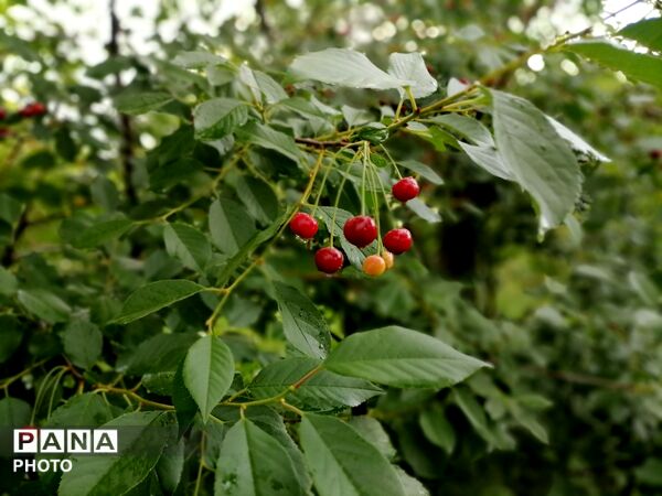 بارش شدید باران در اواخر خرداد ماه در شهر بار 