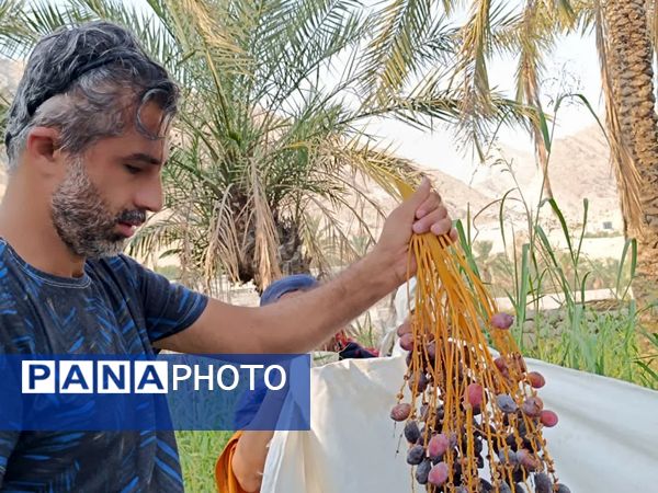 برداشت خرما در شهر رویدر 