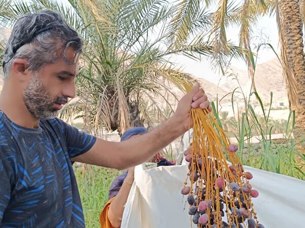 برداشت خرما در شهر رویدر 