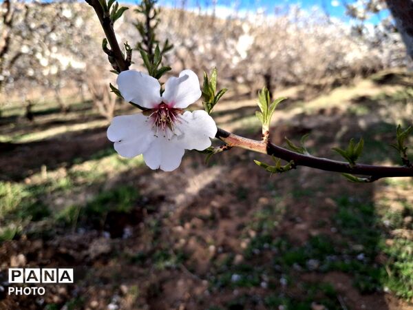 چهره بهاری شهرستان سامان