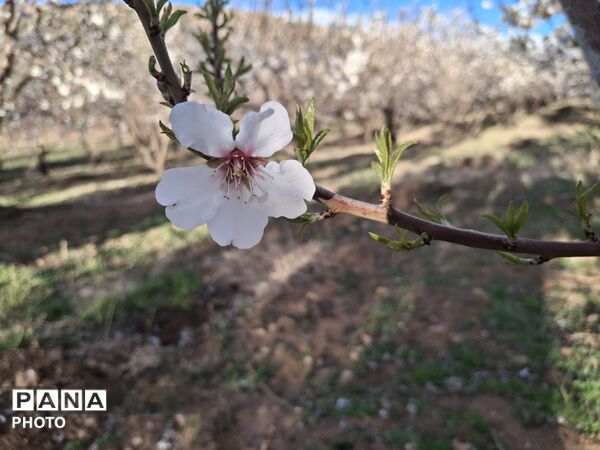 چهره بهاری شهرستان سامان