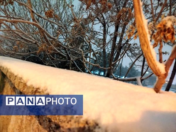 برف میهمان کاشمر شد