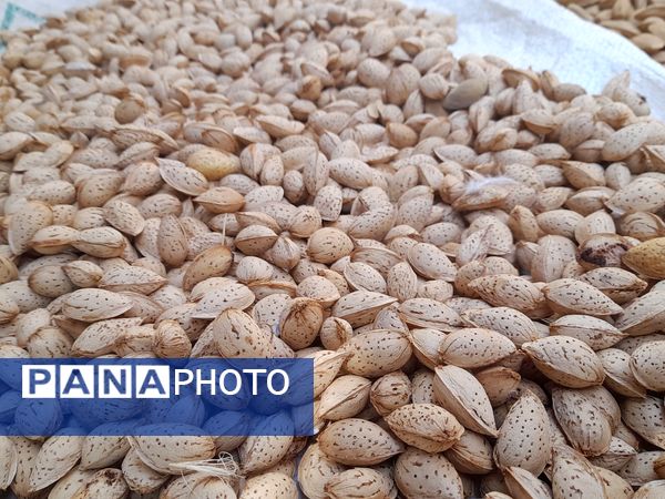 مارکده، سرزمین طلایی بادام و گردو؛ گنجینه‌ای از طعم و سنت در دل سامان