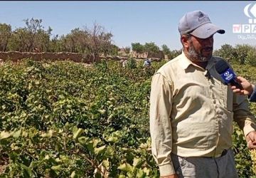 برداشت انگور در روستای گزکوه زیر سایه خشکسالی