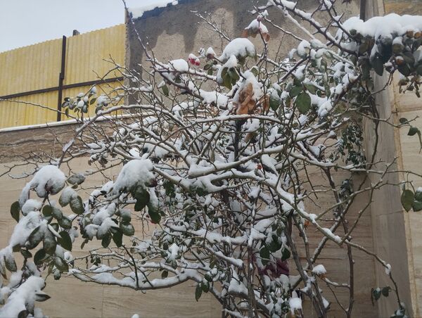 بارش دل‌انگیز برف‌ در اولین روزهای بهمن ماه