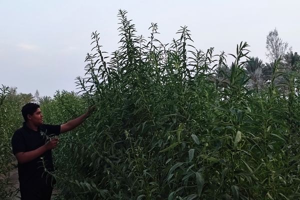 دستان خاک‌خورده، دانه‌های طلایی