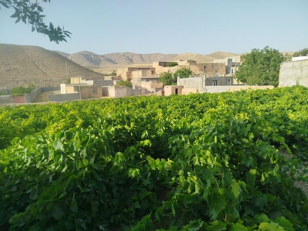 گزکوه، قطب انگور خراسان شمالی 