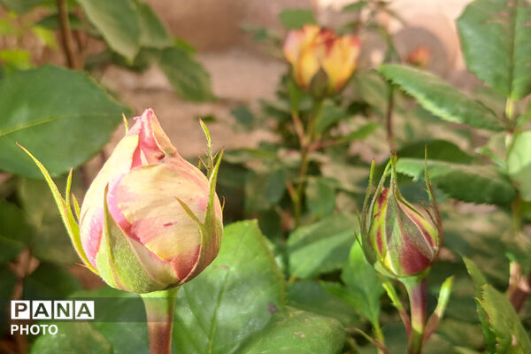 گل‌های زیبای بهاری