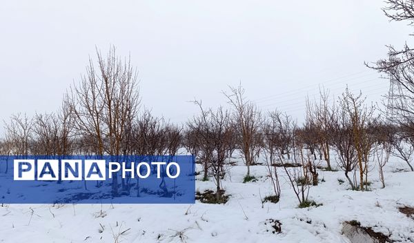 مناظر زیبای باغات روستای بوژمهران پس از بارش برف بهاری ۲۰ سانتیمتری 